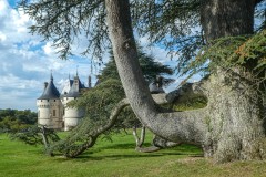 Concours interne Avril 2025 Thème: Arbres Remarquables