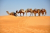 DESERT TUNISIE.jpg